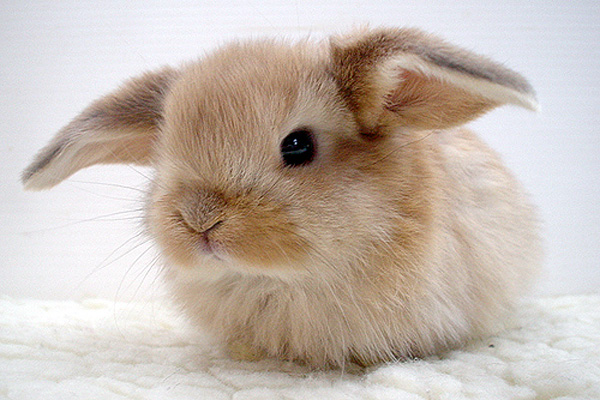 Celebrating National Rabbit Week: Top 10 Bunnies in Literature