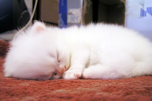 Send Us Your Cat Hair for a Top Secret Crafting with Cat Hair Project! - Quirk Books Send Us Your Cat Hair for a Top Secret Crafting with Cat Hair Project! - Quirk Books