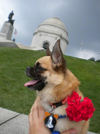 Meet William Howard Taft… The Pug-Chihuahua