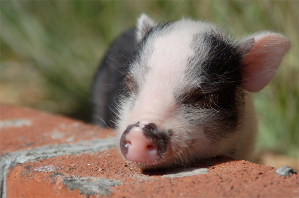National Pig Day: The Greatest Oinkers In Literature