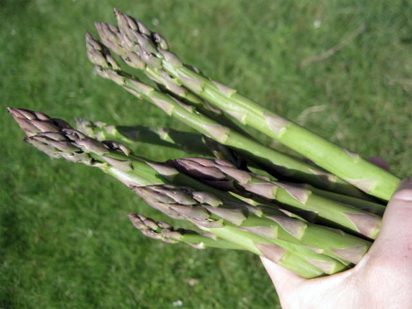 Did You Know May is National Asparagus Month? Me Either!