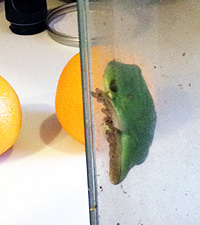National Frog Jumping Day: Abelard & The Celebrated Jumping Frog of Calaveras County