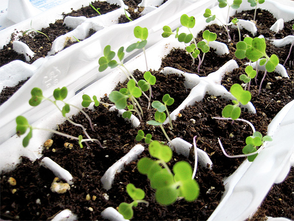 Growing an Herb Garden