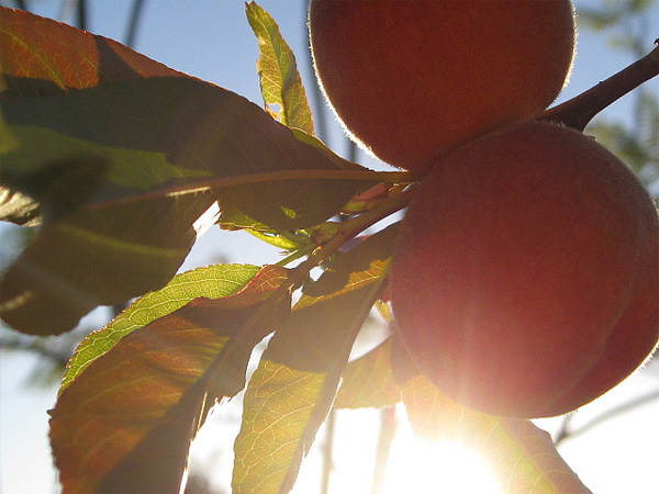 The Definitive Peach Primer: Everything You Need To Know About Peaches