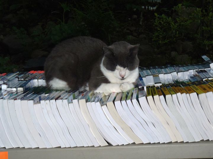 Five Fantastic Book Barns (and Book Cats!) of the Northeast