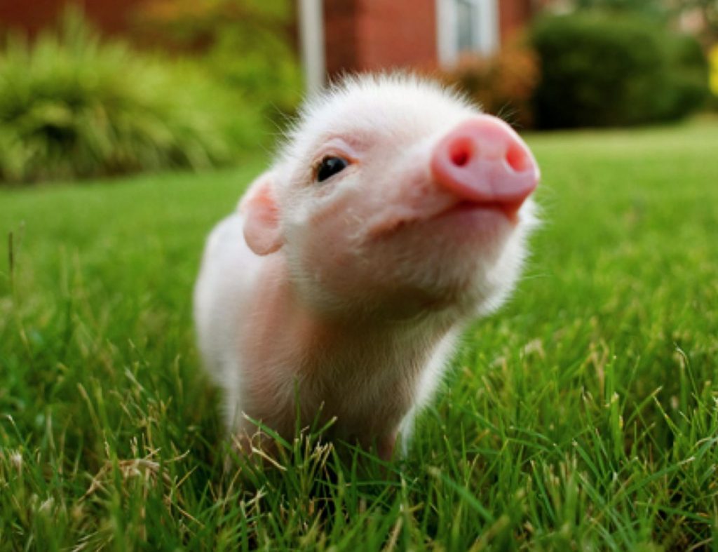 Celebrate National Pig Day With Some of Our Favorite Pigs From Children’s Literature
