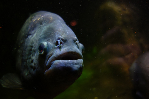 Worst-Case Wednesday: How To Cross a Piranha-Infested River