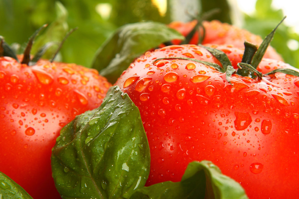 As Planting Season Kicks Off, Start With Tomato & Basil