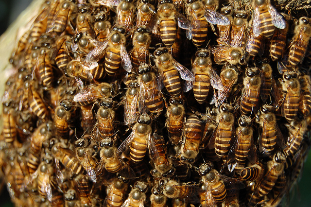 Worst-Case Wednesday: How to Escape From Killer Bees