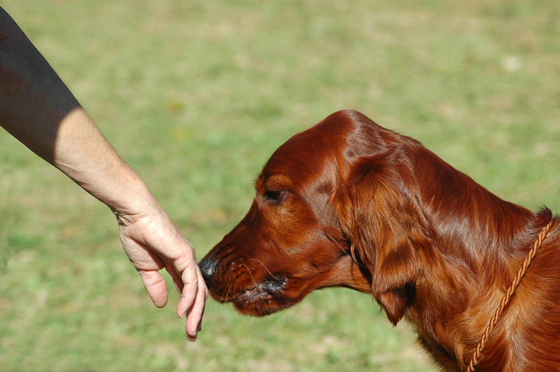 Worst-Case Wednesday: How to Get Your Dog to Like Your Significant Other