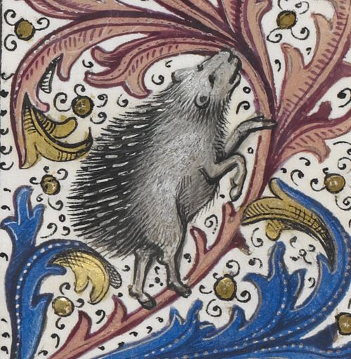 Quirky History: Urchins, Igls, and Hogs: Hedgehogs in Medieval Manuscripts