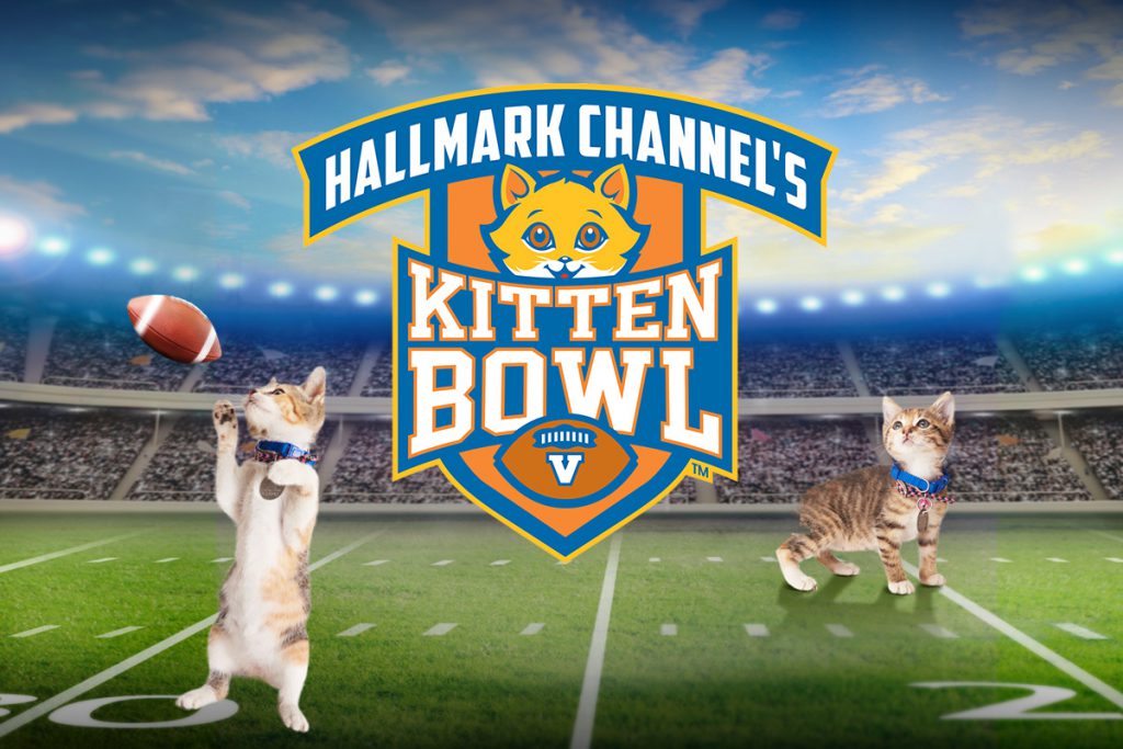 How to Train Your Cat for Your Own Kitten Bowl