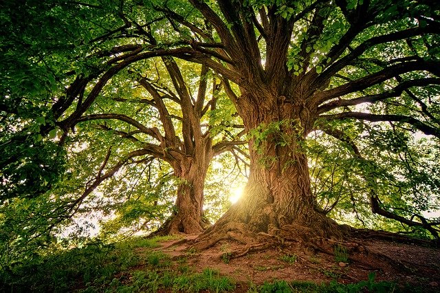 The 18 Most Memorable Trees in Literature ‹ Literary Hub