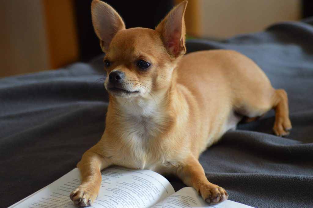 Books from the Dog’s POV for Take Your Dog to Work Day