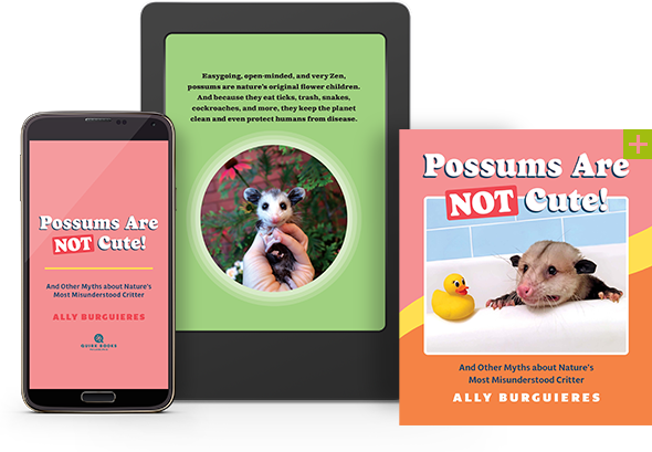 Possums Are Not Cute!